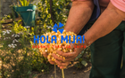 Hands holding nixtamalized organic corn, symbolizing heritage and tradition in tortilla chip making. Why Tallow Tortilla Chips Beat Seed Oils Every Time.